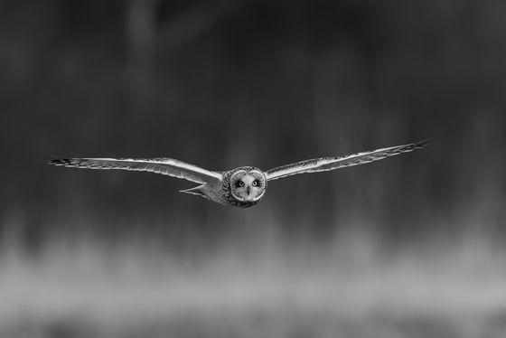 Eye contact — Pia Schrader, Denmark