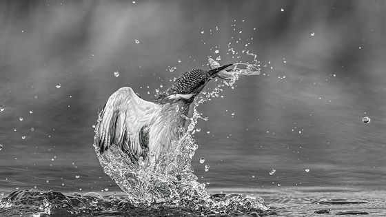 My favourite is fish — Zoltan Krahling, Hungary