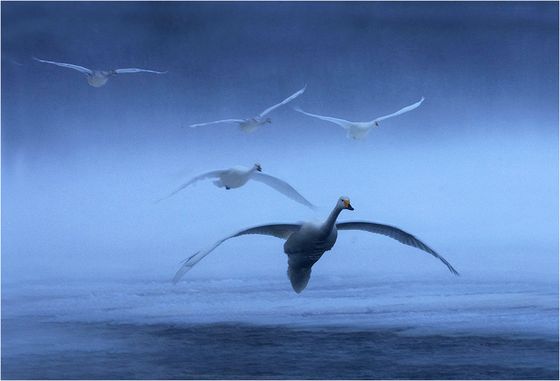 Whooper Swans landing formation — David L Edwards, Wales