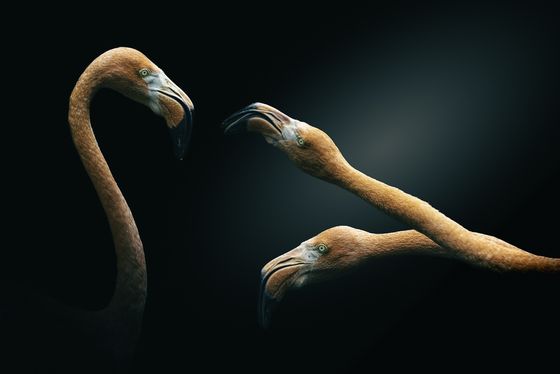 Triple beaks — Serge Gele, France