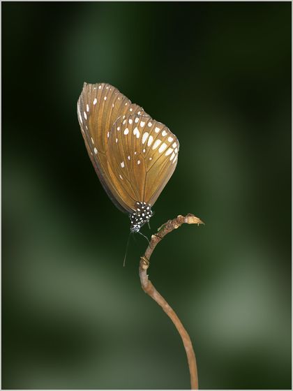 Common Crow butterfly — William Wilson, England