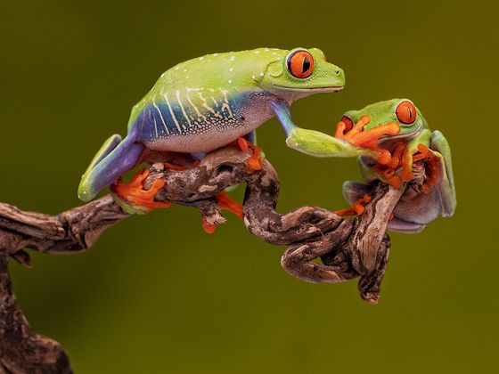 Red Eyed Green Tree Frogs Push — Robert Millin, England