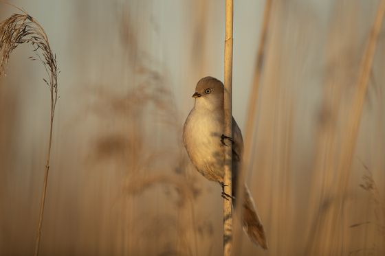 Morning light — Pia Schrader, Denmark