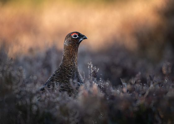 Male Red Grouse at Sunset — Monica Doshi, England