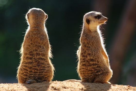 Two Meerkats — Gottfried Catania, Malta