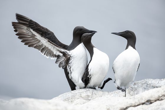 Guillemot Love — Kinga Gyenti Kalvin, Hungary