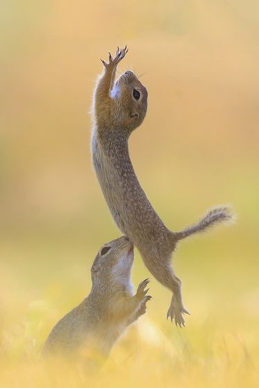 Dirty Dancing — Roland Kranitz, Hungary