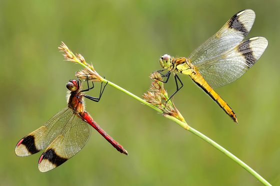Gebandeerde Libellen — Rene Van Echelpoel, Belgium