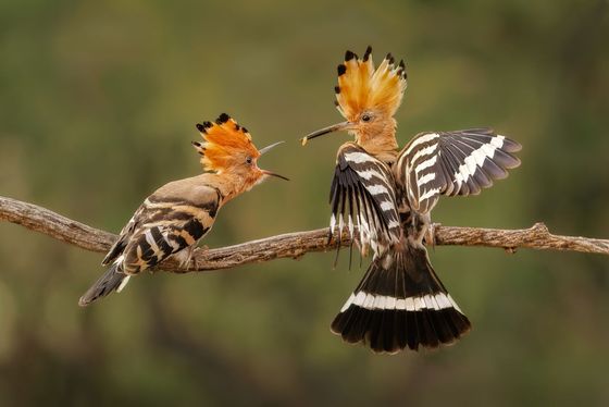 Hoopoe Feeding Young — Julia Wainwright, England