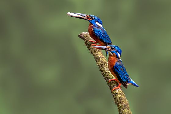 Blue Eared Kingfisher — Shekhar Mangaonkar, India