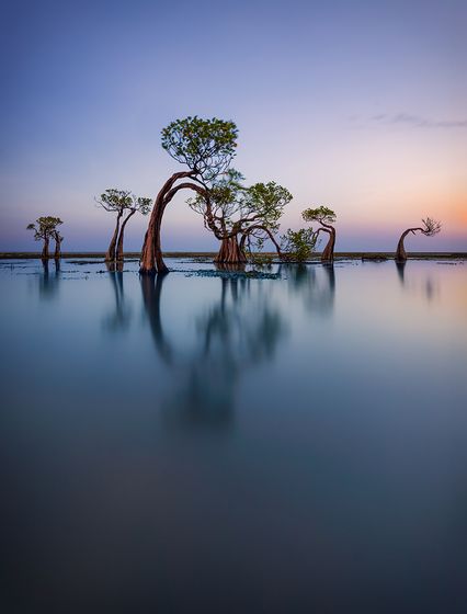 Dancing Trees 4 — Mohammed Muhtasib, Saudi Arabia