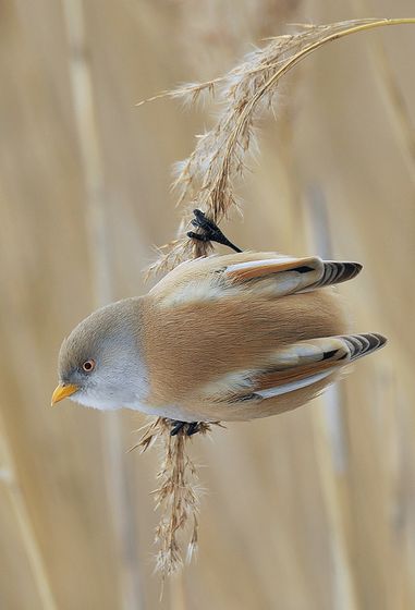 Sensitive Moment — Istvan Kerekes, Hungary