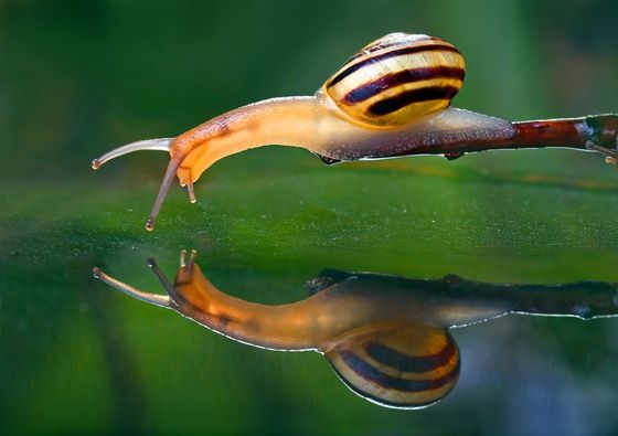 Snail — Alexander Sviridov, Canada