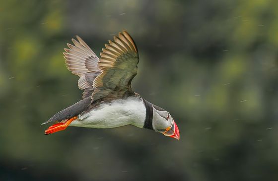 Puffin Flying In The Rain — David Kissman, England