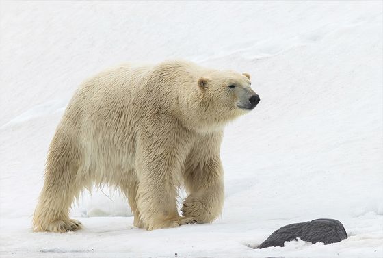 Large Male Polar Bear Walks The Flow Edge — Jennifer Margaret Webster, England