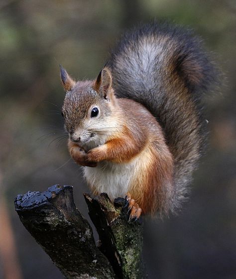 Squirrel 8 — Kalle Salonen, Finland