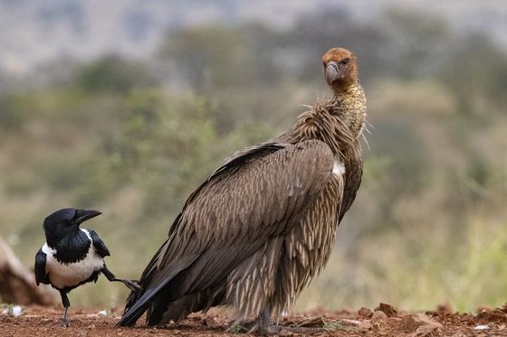 Vulture Pied Crow 190521091215 — Kent Holmberg, Sweden